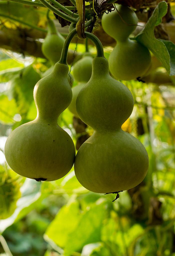 秋天来了#秋天来了,我家阳台上的葫芦也成熟了,看着它从嫩绿变成交破